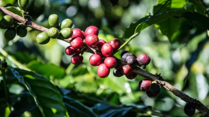 Dollar Strength Weighs on Coffee Prices