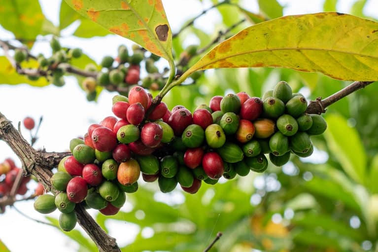 Coffee Prices Surge 16% on Brazil Harvest Delays and Weather Risks