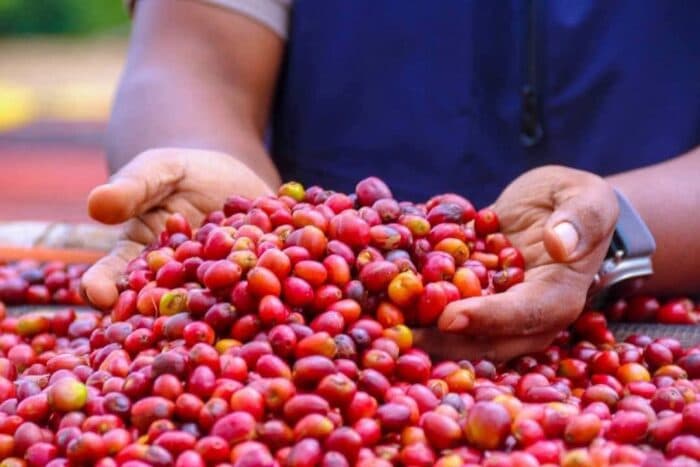 ICO Coffee Market Report June 2026: Prices Rebound on El Niño Fears