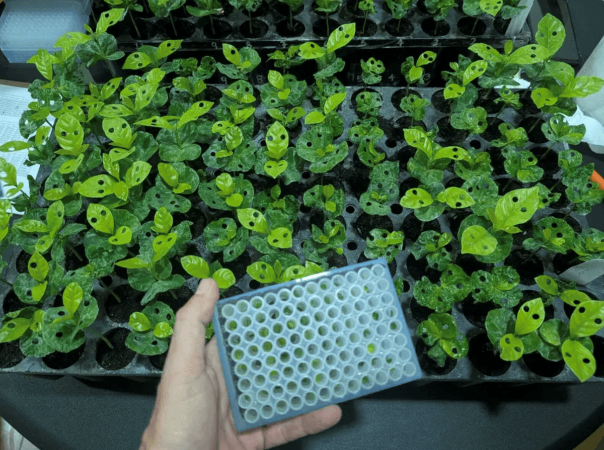 $1.5M Initiative Modernizes Coffee Breeding