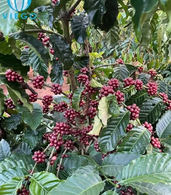 Coffee Prices Record Largest Monthly Surge Since 2021