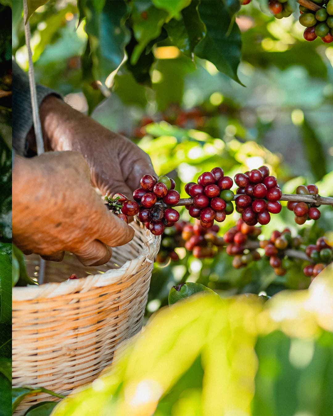 Coffee Prices Climb on Unexpected Rain Forecasts for Brazil