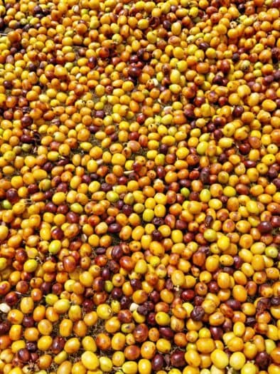 Arabica Coffee Surges on Dollar Weakness and Tight ICE Inventories