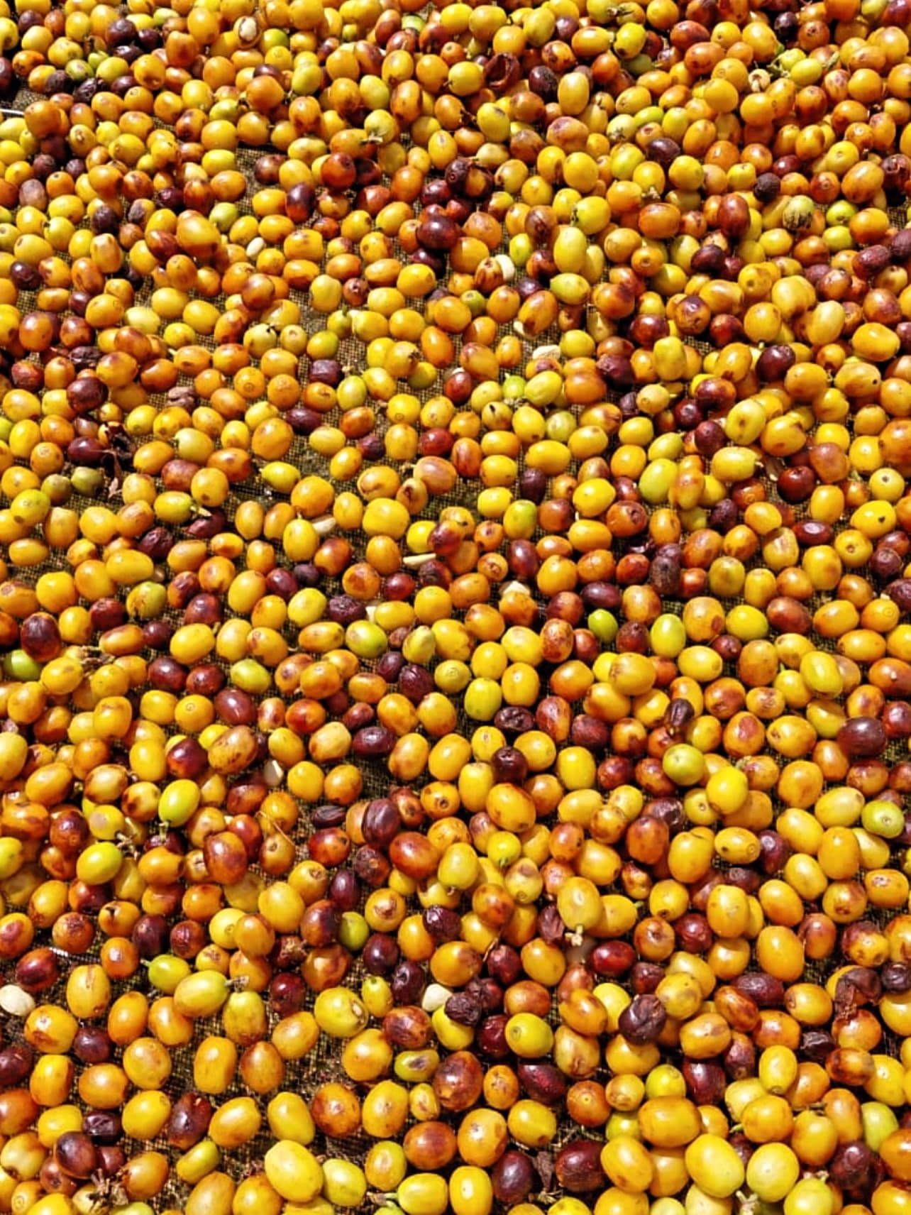 Arabica Coffee Surges on Dollar Weakness and Tight ICE Inventories