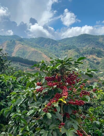 Arabica Prices Rise as Colombian Earthquake Disrupts Supplies