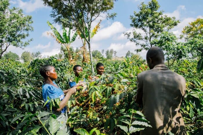 Tanzania 2026 Harvest Update: Arabica and Robusta Progress