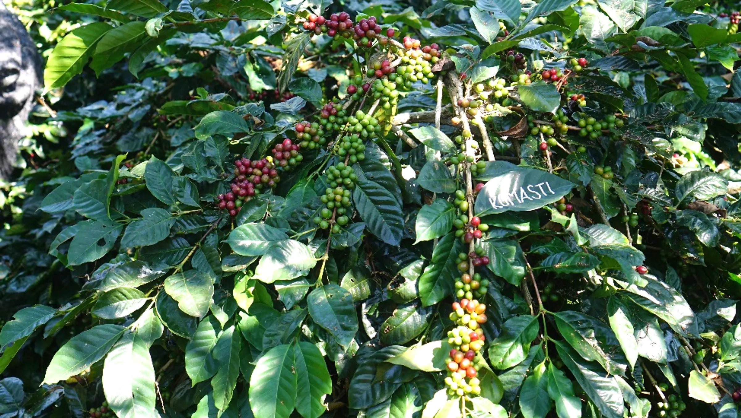 Komasti variety. Photo provided by the Indonesian Coffee and Cocoa Research Institute (ICCRI).