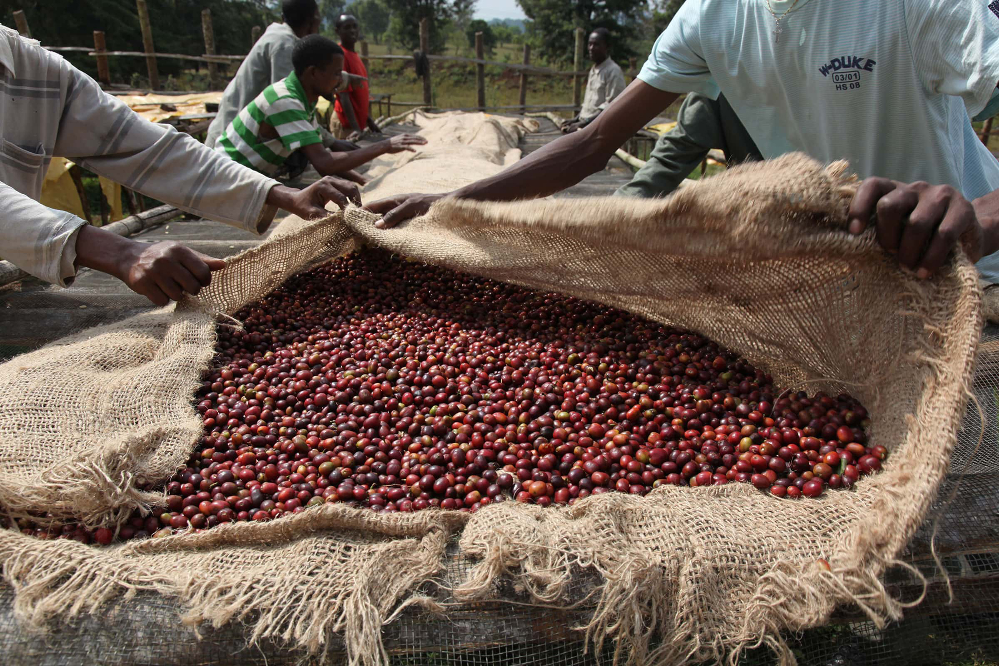 COFFEE QUALITY INSTITUTE EXPANDS GLOBAL FUND TO BOOST COFFEE EDUCATION AND MARKET ACCESS