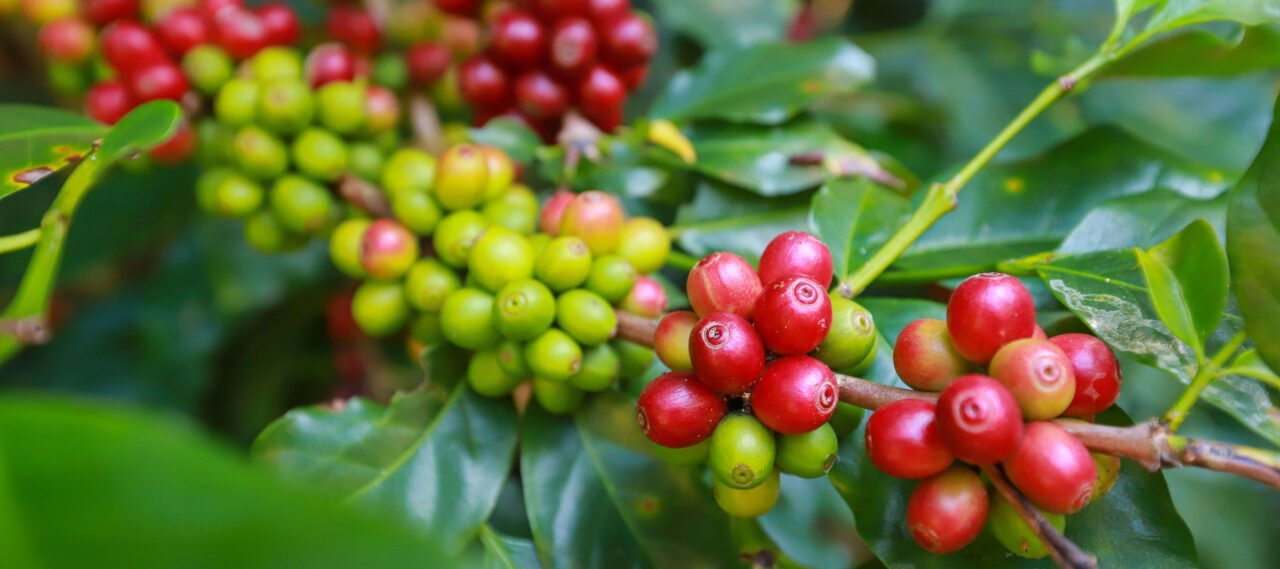 A Brief Overview of Sucden Financial's Report: Coffee Crop Update ...