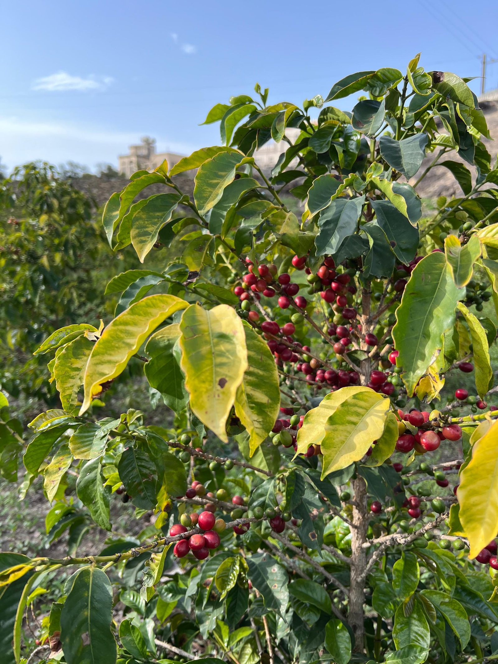 The coffee tree in Haraz, Yemen