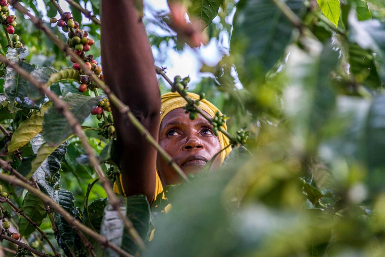 Four New Sustainability Schemes Align with Global Coffee Sustainability Standards