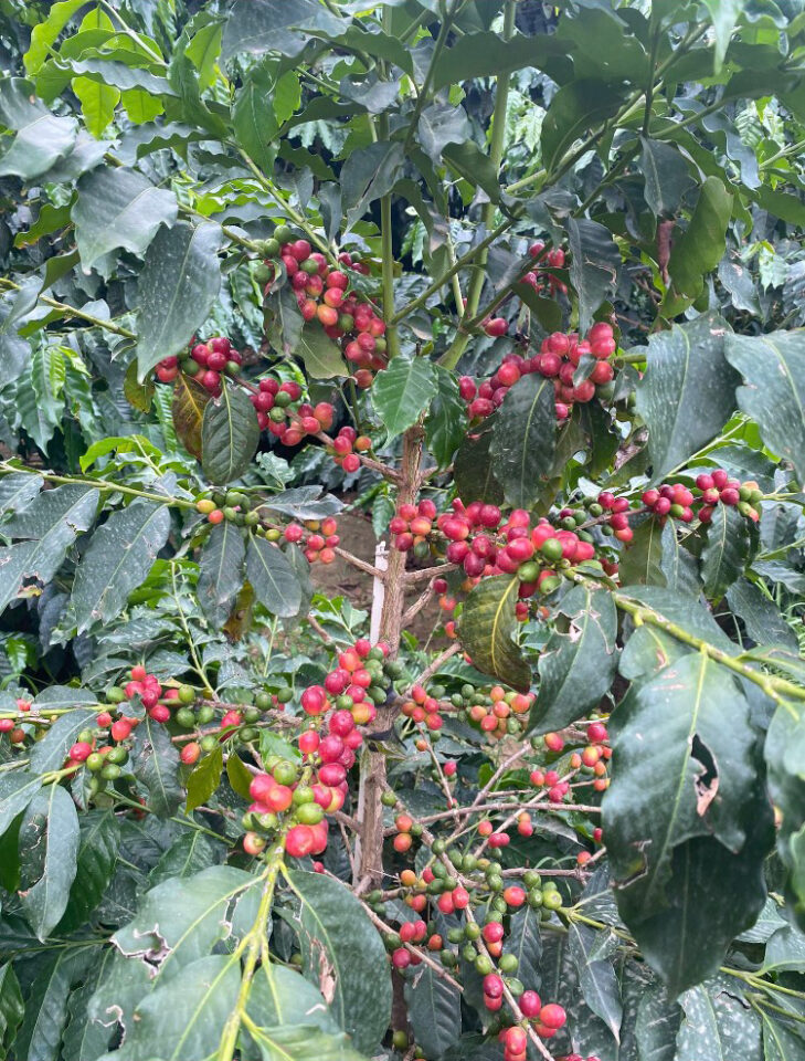 Supply Concerns Drive Coffee Prices to New Highs