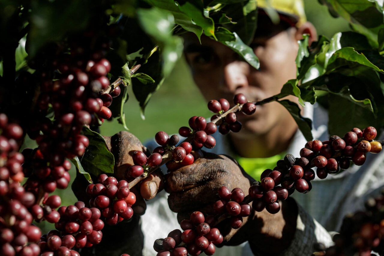 Brazilian Natural Coffee Posts Notable Gains in November 2024