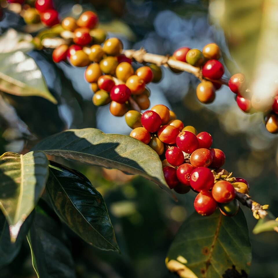 2024.. A Year of Challenges and Triumphs for the Global Coffee Market