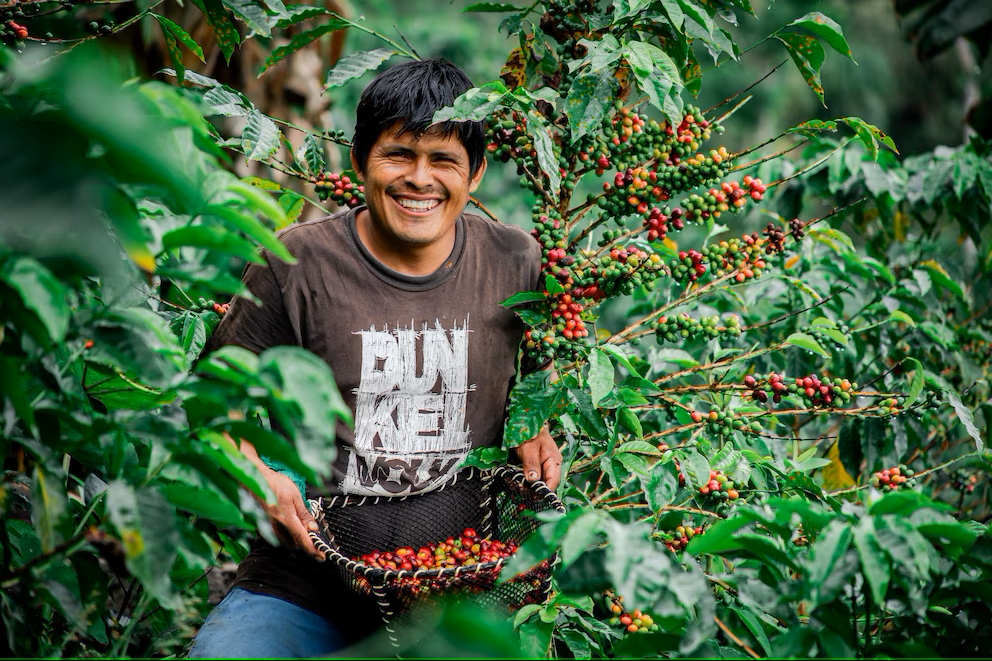 Peruvian Coffee Conquers the World: Exports Grew Over 30% in 2024