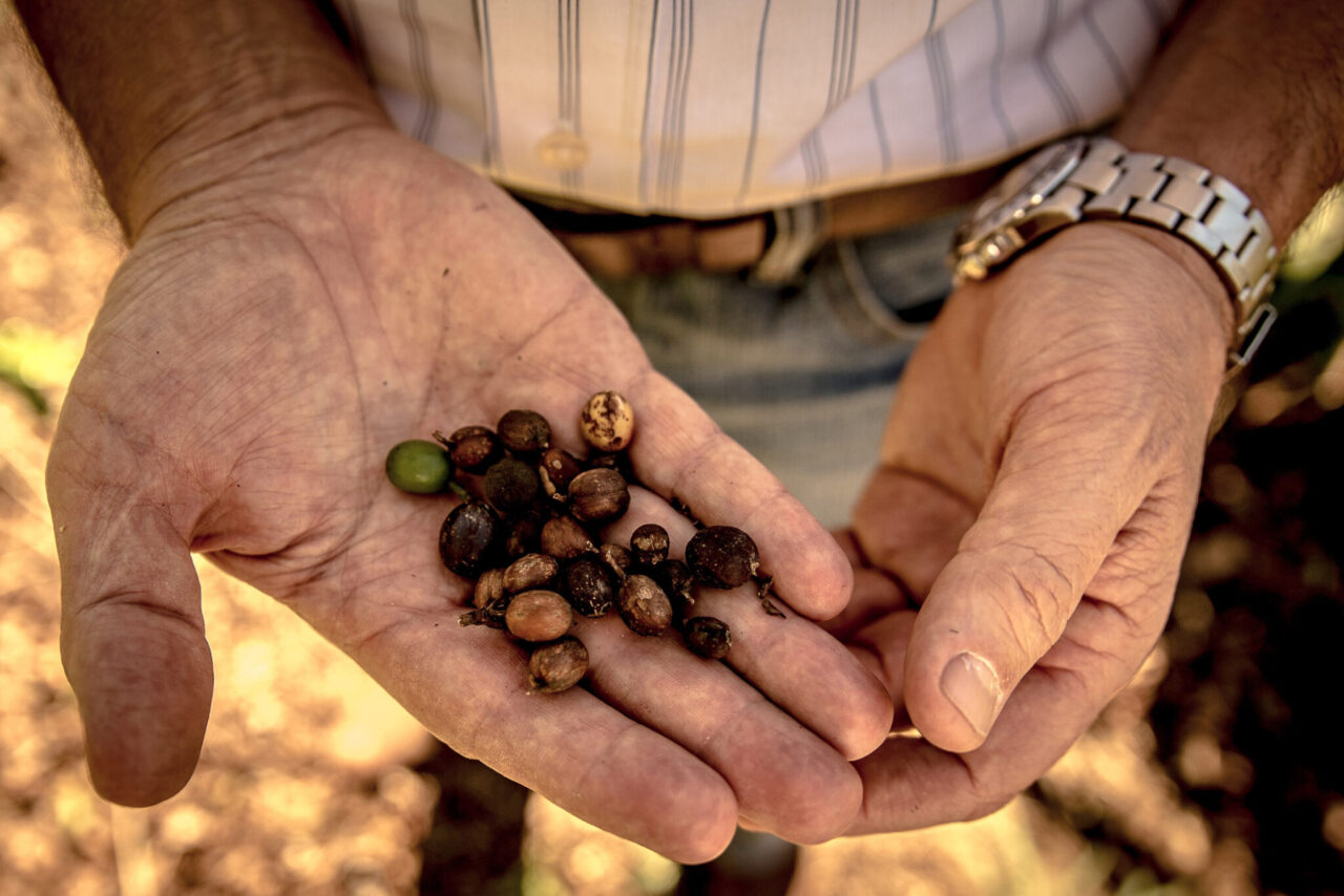 How Drought and Fires Are Driving Up Global Coffee Prices in Brazil