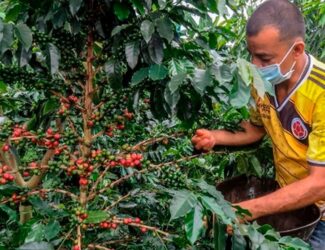 Colombian Coffee Futures Face Uncertainty Amid Rising Concerns