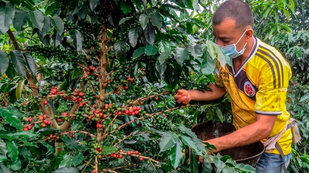 Colombian Coffee Futures Face Uncertainty Amid Rising Concerns