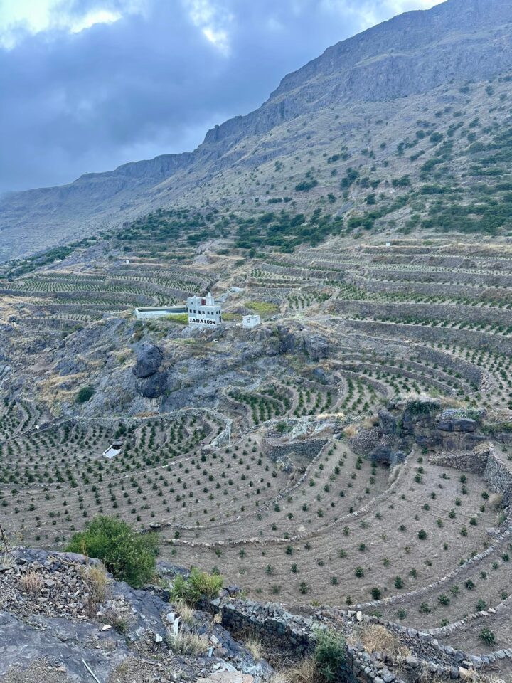 مزرعة جبل بُن.. القهوة فوق السحاب