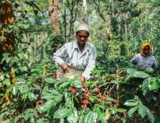 Kelachandra Coffee: Leading Sustainability with Shade-Grown Coffee