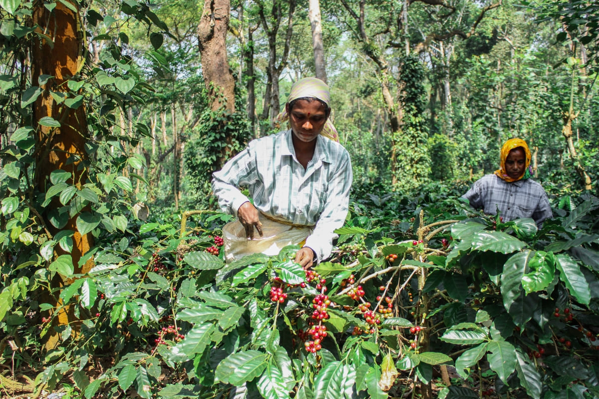 Kelachandra Coffee: Leading Sustainability with Shade-Grown Coffee