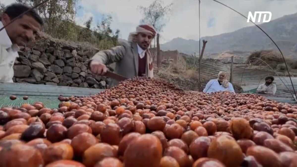 Russian Report: Yemeni Farmers Enhance Coffee Flavor Through Special Preparation