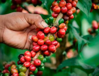 Arabica Coffee Prices Reach New Heights Amid Supply Concerns, Sugar Declines