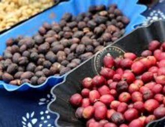 Yunnan’s Coffee Industry: A New Era of High-Quality Production