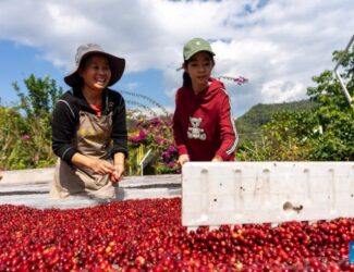 Pu’er: China’s Coffee Capital Blends Agriculture and Tourism into a Unique Experience