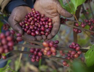 A Rare Coffee Resisting Climate Change Gains Attention