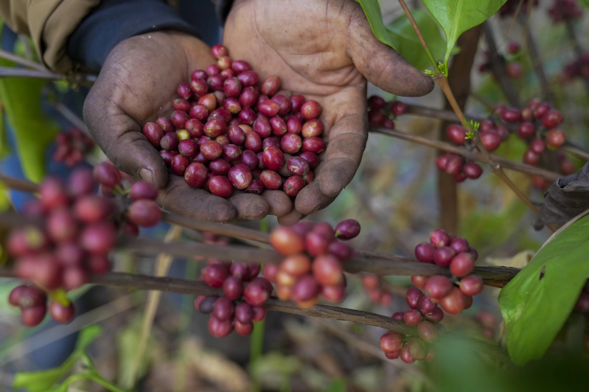 A Rare Coffee Resisting Climate Change Gains Attention