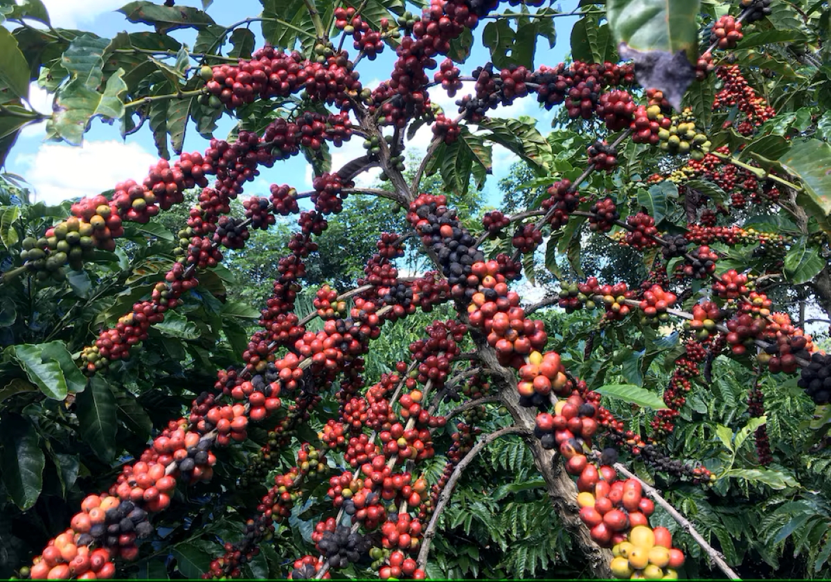 Brazil’s Coffee Stockpiles Plummet as Prices Reach Record Highs