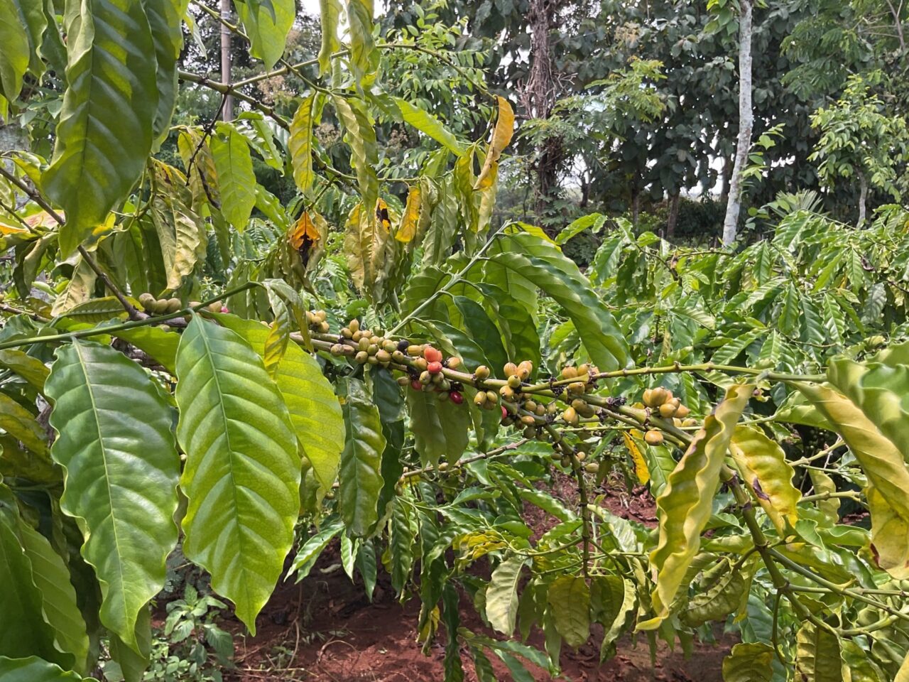 Vietnam’s Coffee Harvest Hit by Climate Challenges