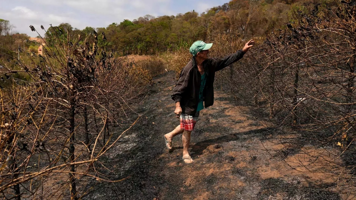 Drought in Brazil Drives Coffee Prices Higher