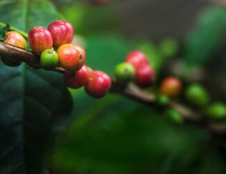 Outperformed America… Europe: The Main Destination for Costa Rican Coffee