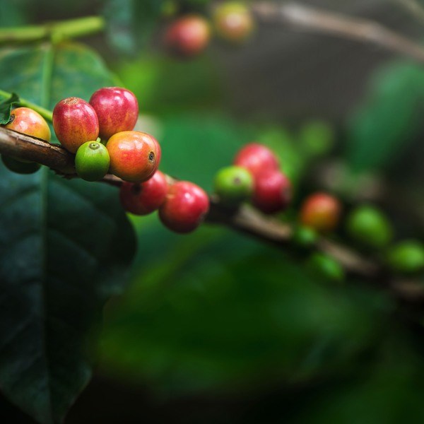 Outperformed America… Europe: The Main Destination for Costa Rican Coffee