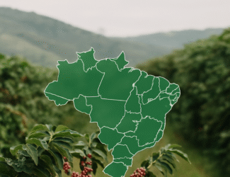 Brazil Heads Toward a Historic Coffee Revenue Season Despite Arabica Decline and Slowing Exports