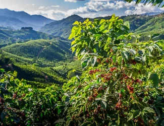 Costa Rica’s Coffee Sector Faces a New Crisis: Declining Production and Rising Costs
