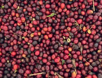 The Molecules Between Worlds: How Sugars and Acids Travel Through Coffee Beans