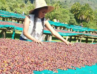Ethiopia Maintains Strong Coffee Output of 4.5 Million Bags in 2024/25 Despite Climate Challenges