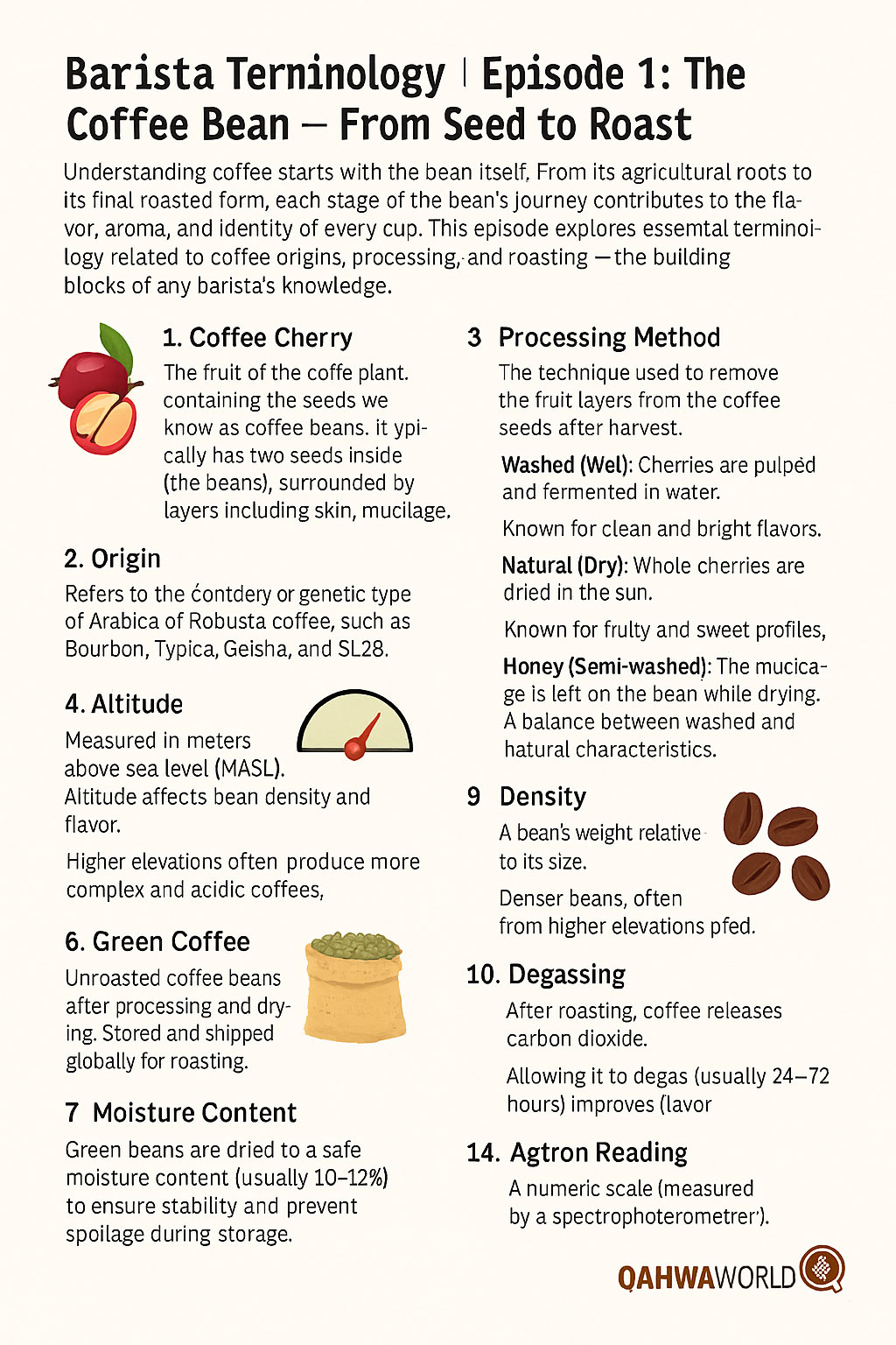 Barista Terminology | Episode 1: The Coffee Bean – From Seed to Roast