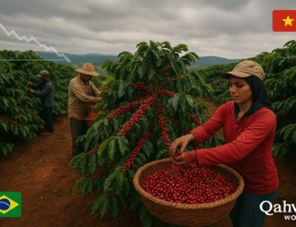 Coffee Prices Tumble as Global Supply Outlook Improves Despite Long-Term Deficit Fears