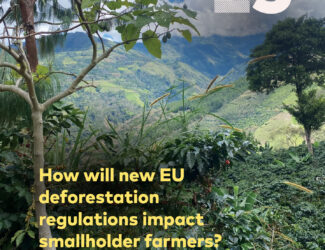 EU Deforestation Regulation Puts Peruvian Coffee Farmers at Risk of Market Exclusion