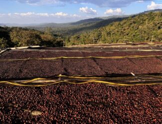 Freshly harvested Ethiopian coffee cherries drying on raised beds under the sun, surrounded by lush highland forests and mountains.