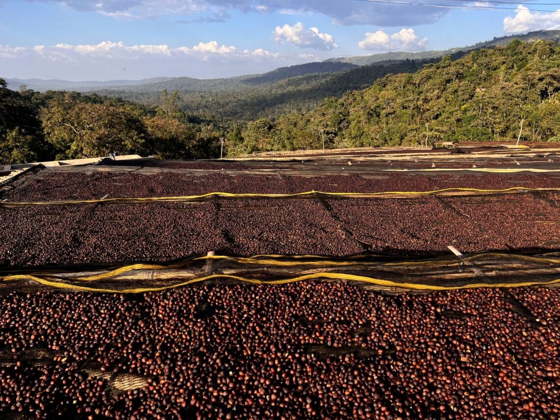 Freshly harvested Ethiopian coffee cherries drying on raised beds under the sun, surrounded by lush highland forests and mountains.