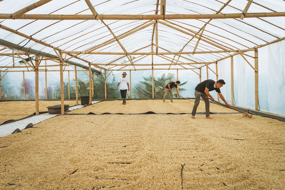 Tanamera Coffee has been working alongside Indonesian coffee farmers for more than a decade.