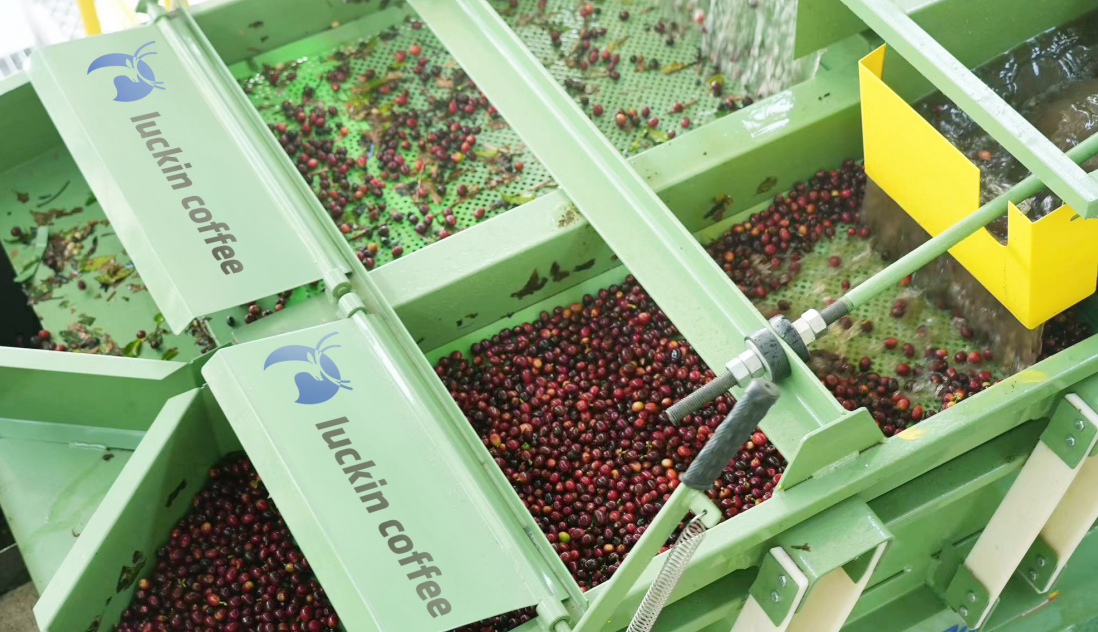 Green coffee being processed at Luckin’s processing facility in Yunnan, China