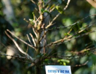 Coffee Rust Knows No Borders: Global Study Reveals How Environment and Genetics Interact in Arabica Resistance