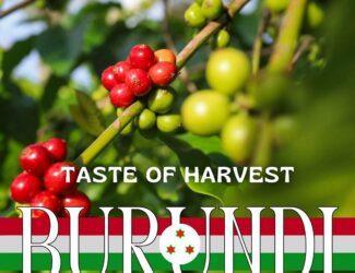 Burundi Taste of Harvest Returns for 2025–2026, Showcasing the Nation’s Finest Coffees