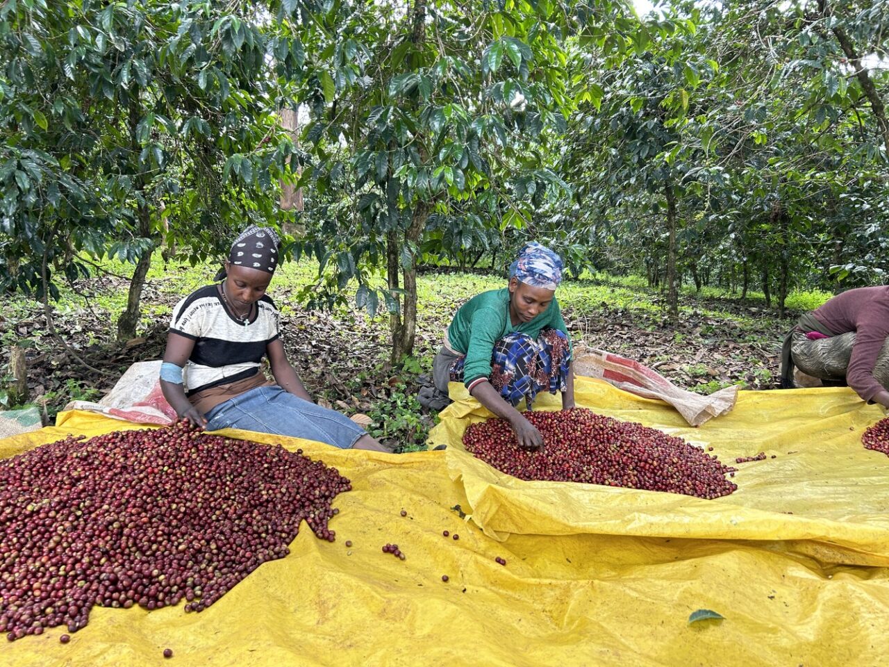 Freshly picked coffee cherries in Ethiopia - the cradle of Arabica coffee. Ethiopia's smallholder farmers produce some of the world's most distinctive coffees, and the crop remains a linchpin of the national economy.